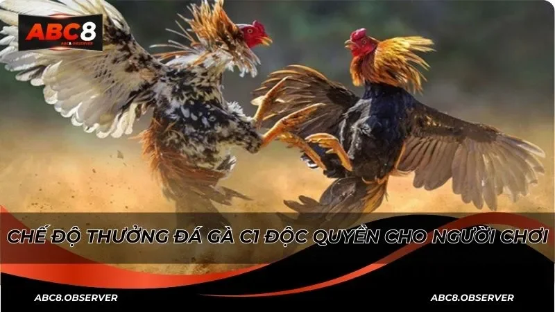 Chế độ thưởng đá gà C1 độc quyền cho người chơi