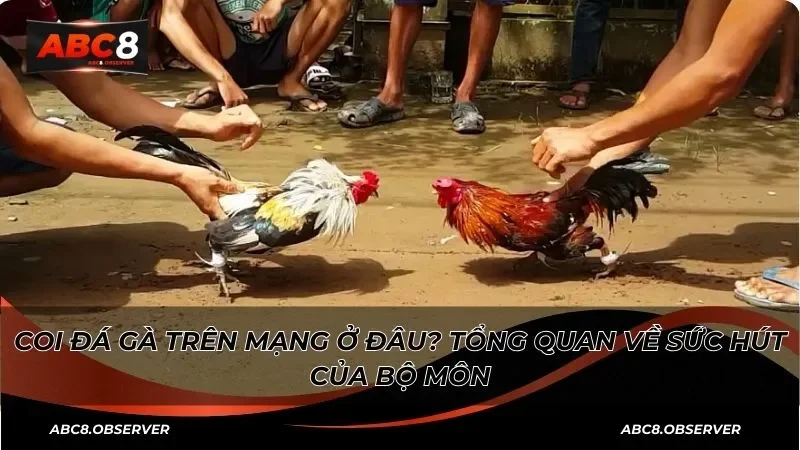 Coi đá gà trên mạng ở đâu? Tổng quan về sức hút của bộ môn
