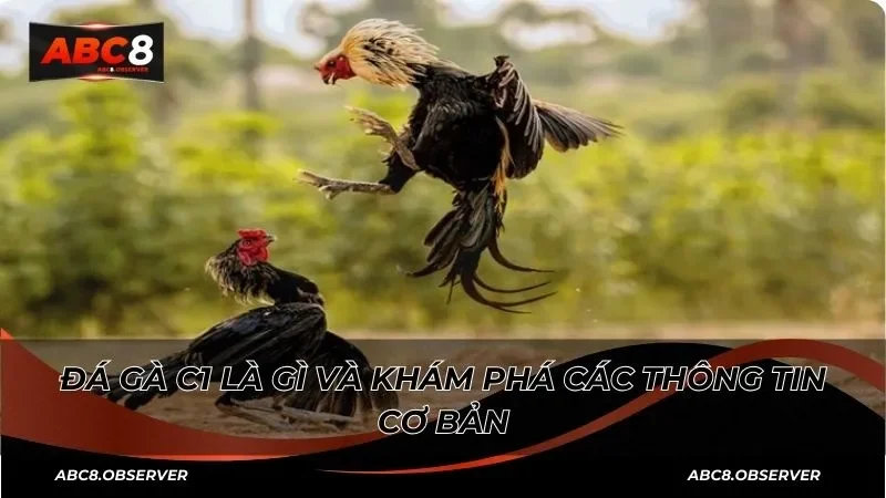 Đá gà C1 là gì và khám phá các thông tin cơ bản