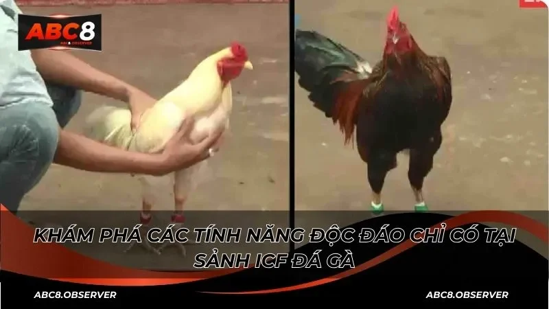 Khám phá các tính năng độc đáo chỉ có tại sảnh ICF đá gà