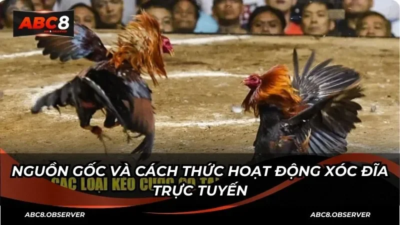 Khám phá sơ lược về đá gà trực tuyến sảnh SV388