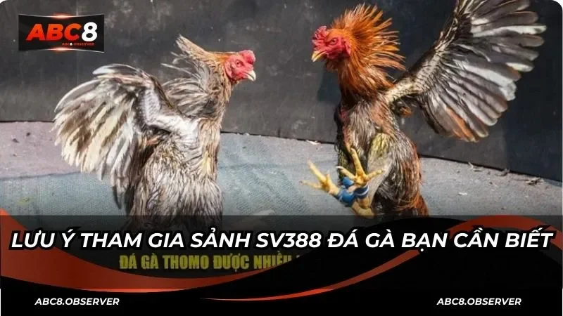 Lưu ý khi tham gia sảnh SV388 đá gà bạn cần biết