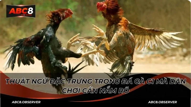 Thuật ngữ đặc trưng trong đá gà C1 mà dân chơi cần nắm rõ