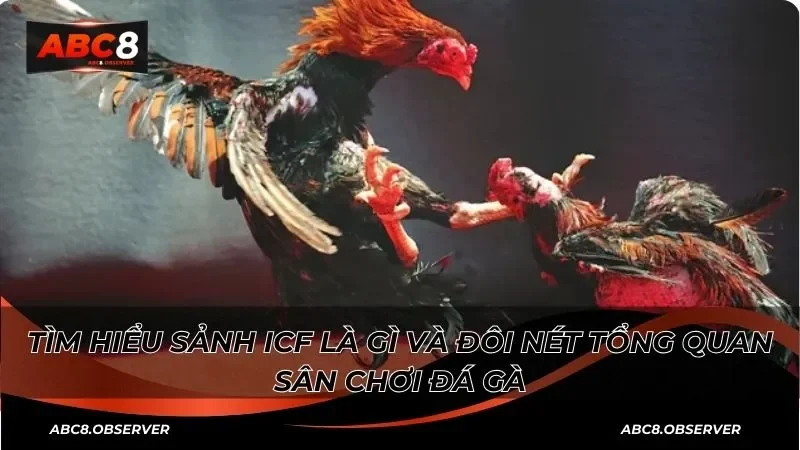 Tìm hiểu sảnh ICF là gì và đôi nét tổng quan sân chơi đá gà